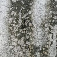 Mold